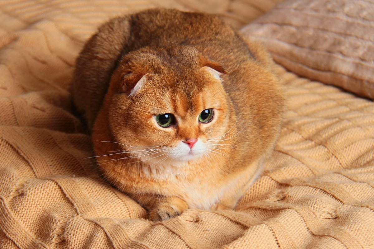 Британская короткошёрстная Золотая шиншилла