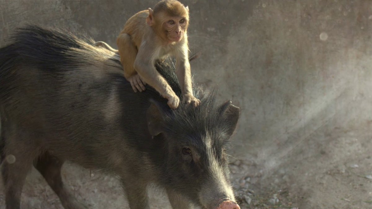 Обезьяна на кабане