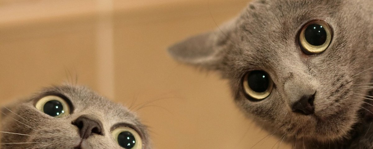 Обложка для фейсбука кошка