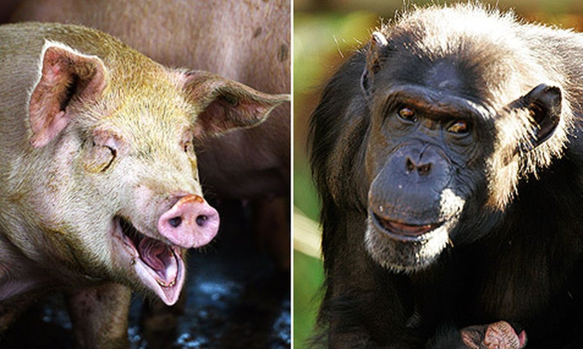 Обезьяна на кабане