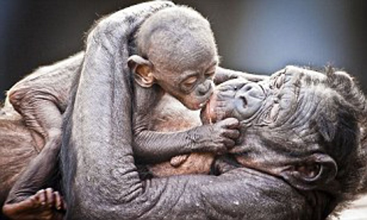 Новорожденная обезьяна