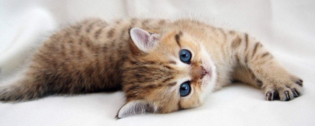 Обложка для одноклассников коты