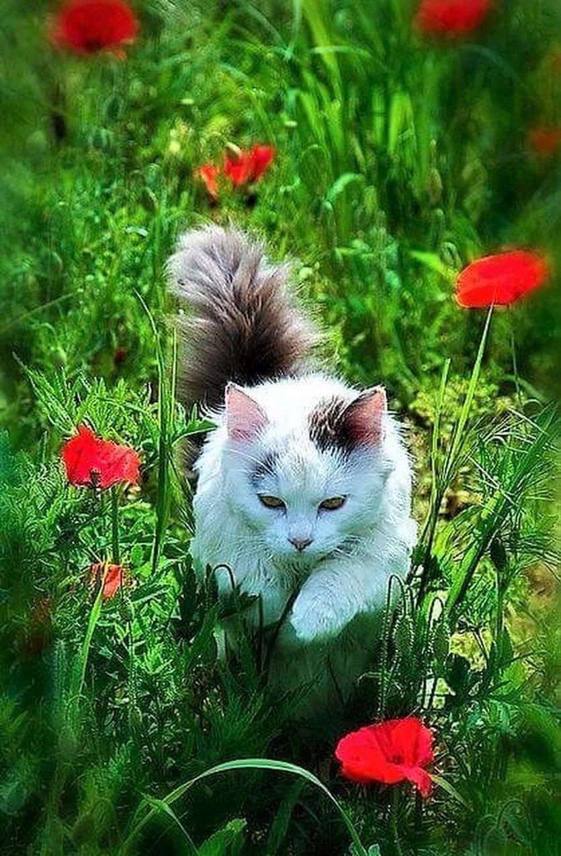 Красивые кошки