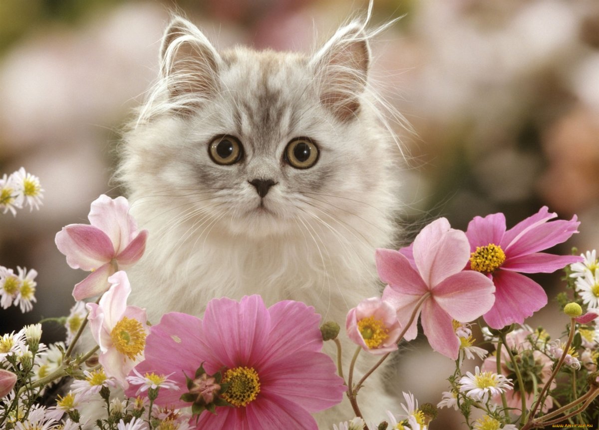 Котики и цветы