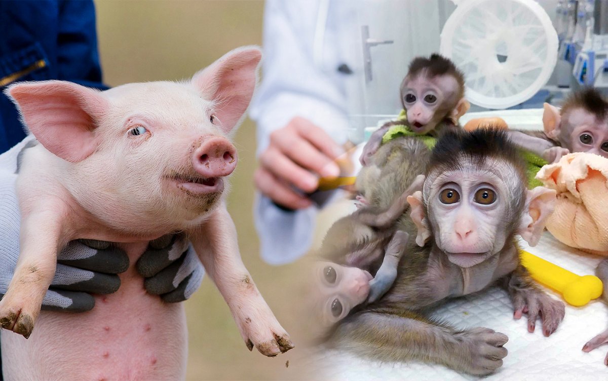 Животные химеры