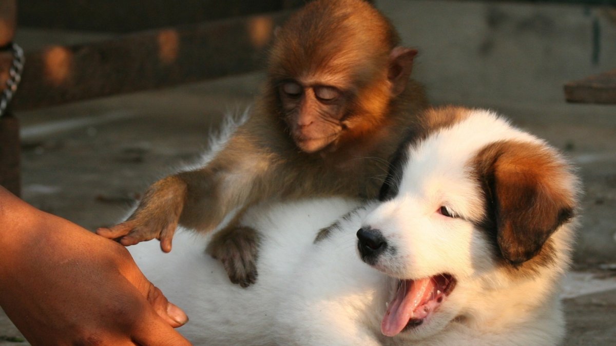 Пожалуйста не трогайте собаку