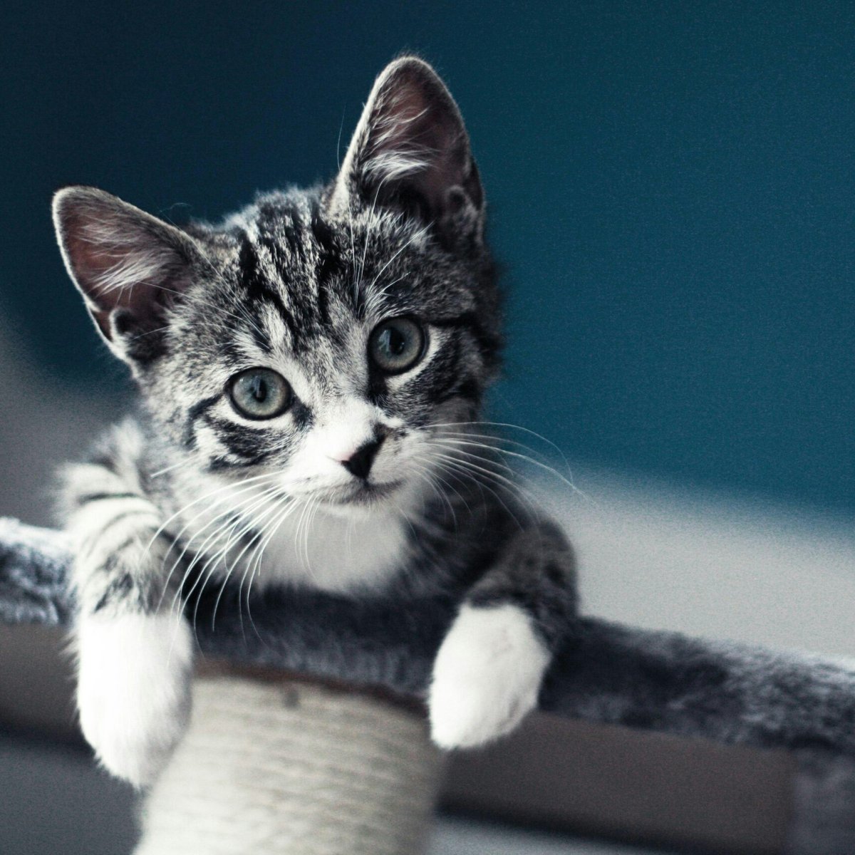 Красивые котята