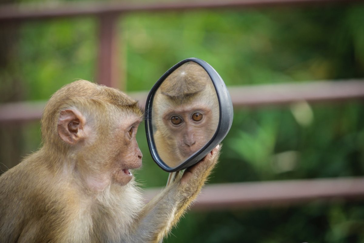 Зеркало обезьянка