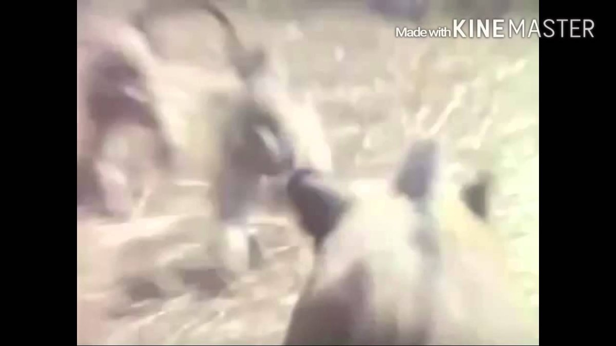 Обезьяна катается на кабане