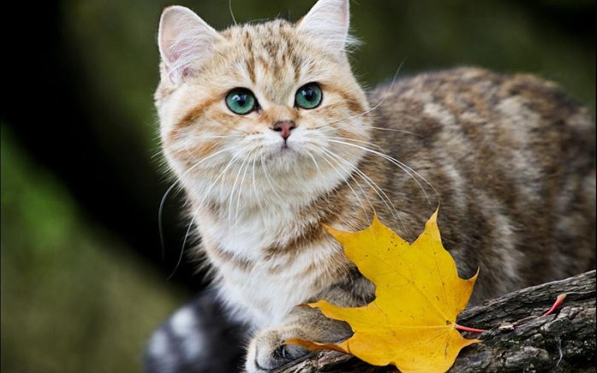 Красивые коты