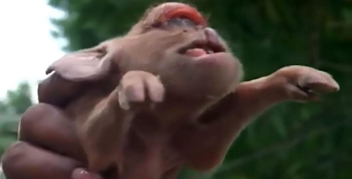 Гибрид свиньи и обезьяны