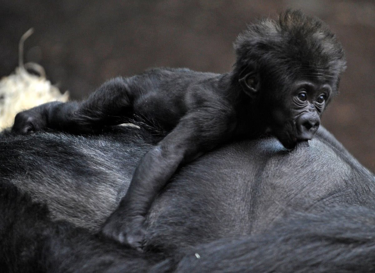 Детеныш гориллы