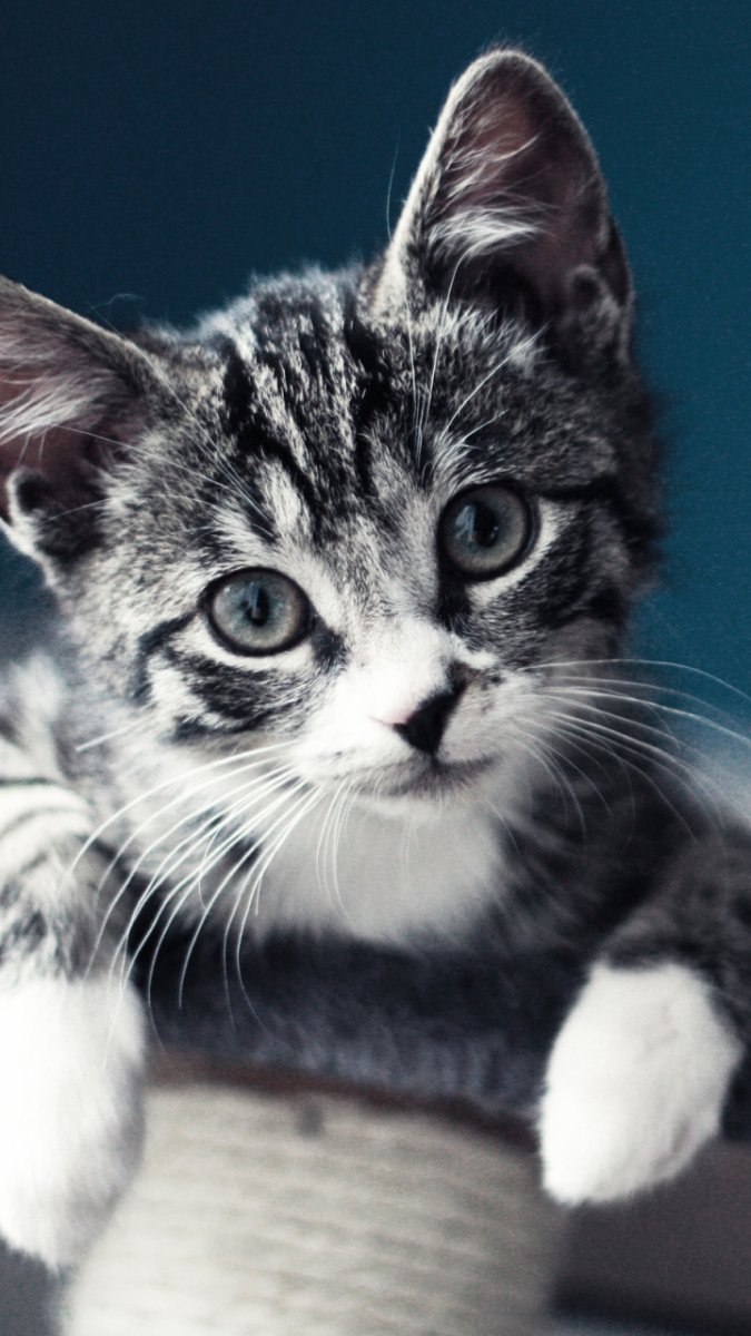 Красивые кошечки