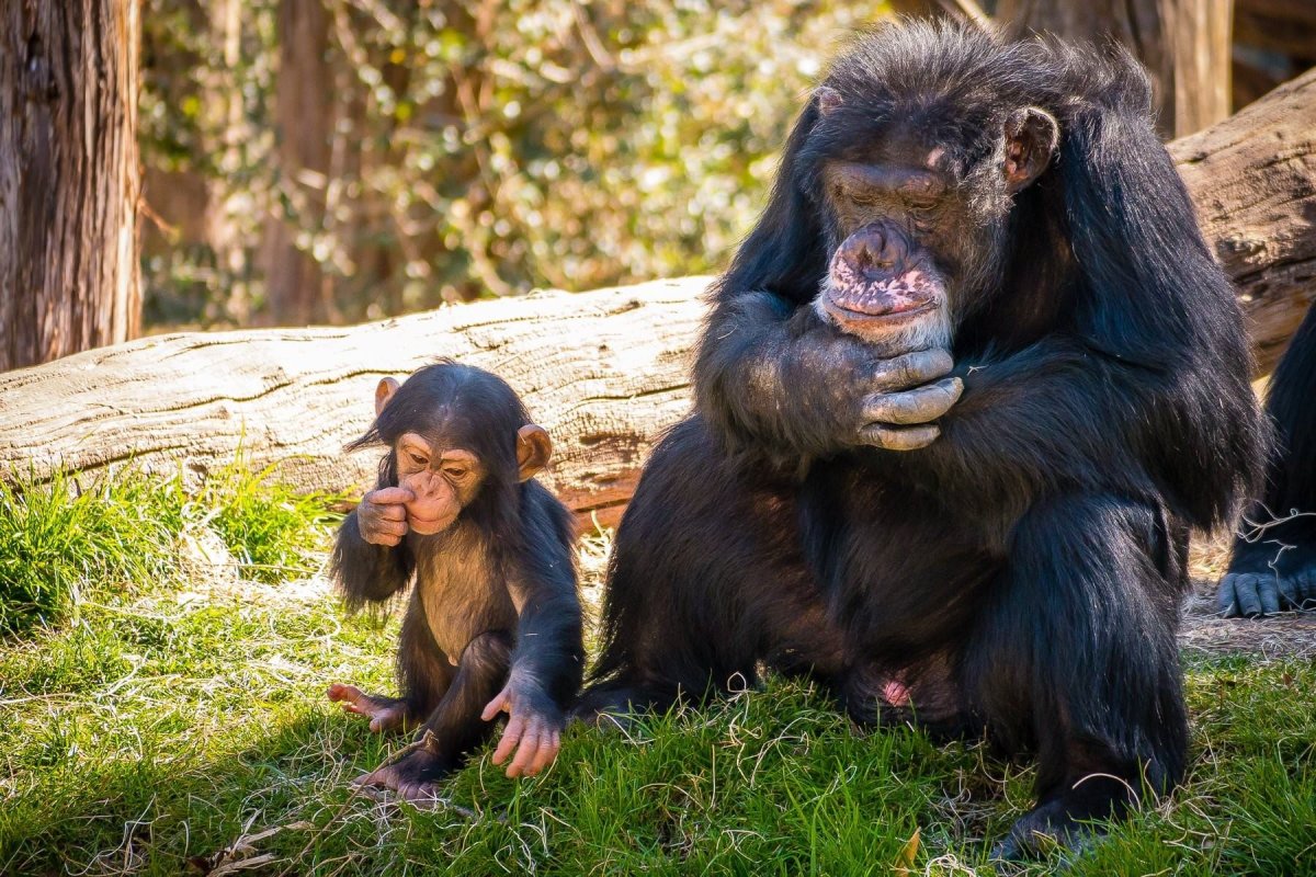 Семейство обезьян