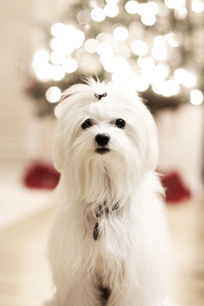 Мальтийская болонка и чихуахуа