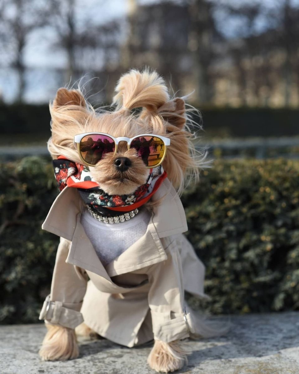 Гламурные собачки