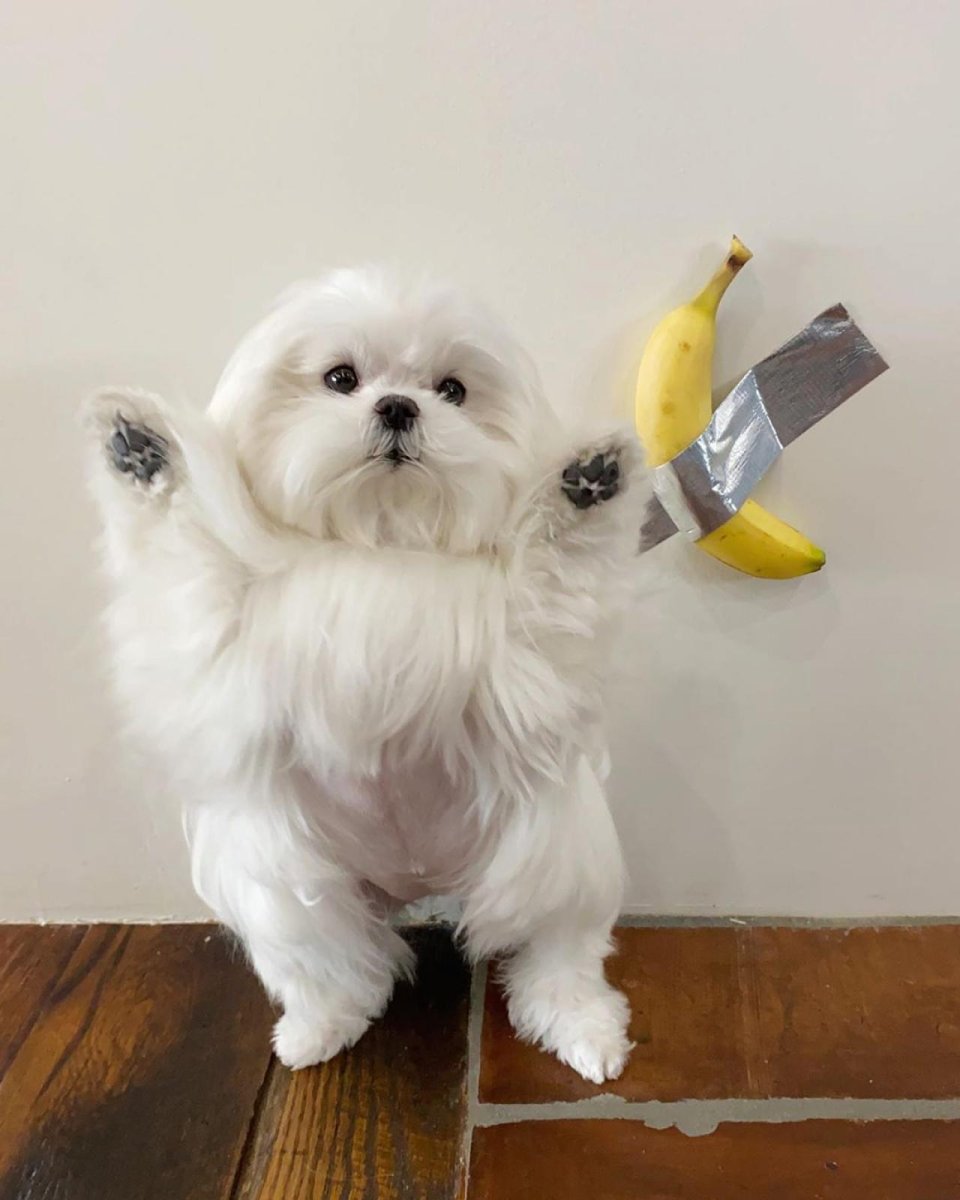 Фиби болонка