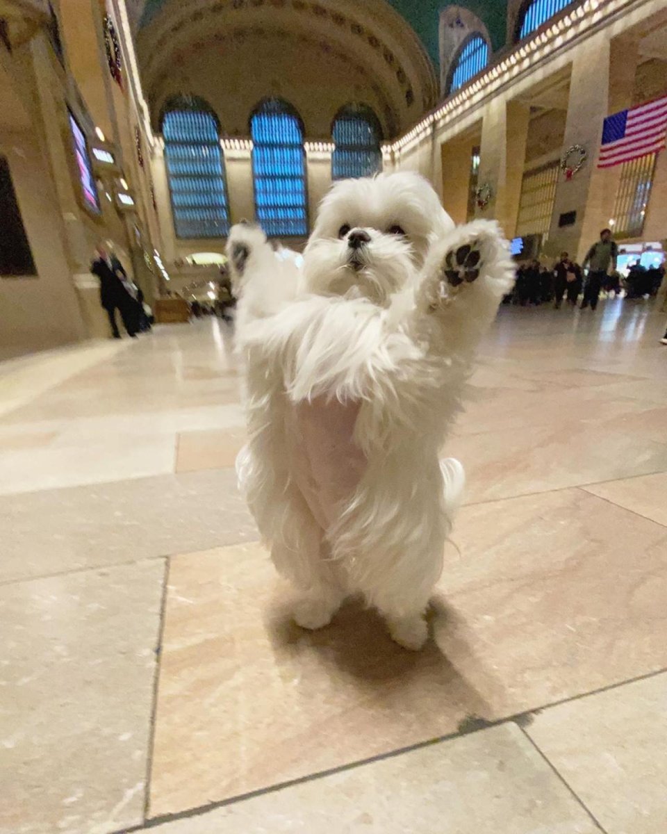 Болонка Коко