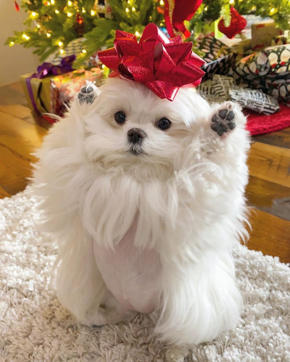 Мальтийская болонка