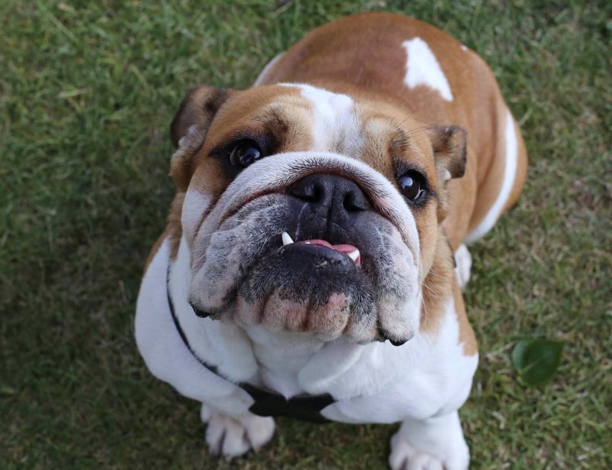 Счастливая собака Коко