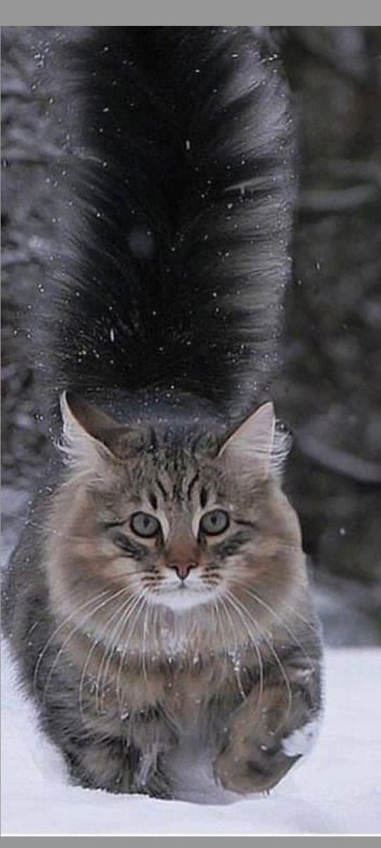 Норвежская Лесная кошка (Скогкэт)