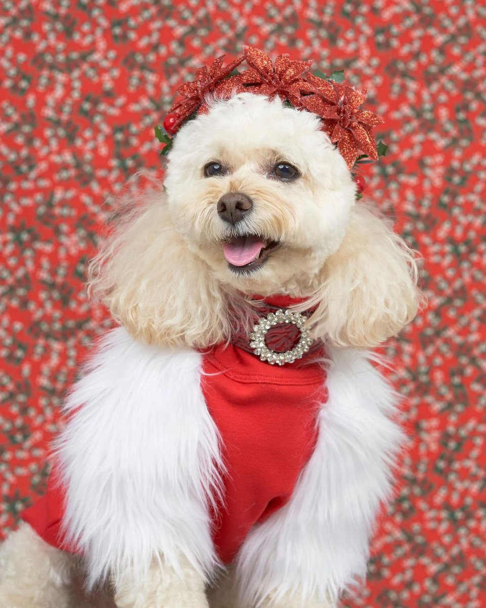 Коко собака