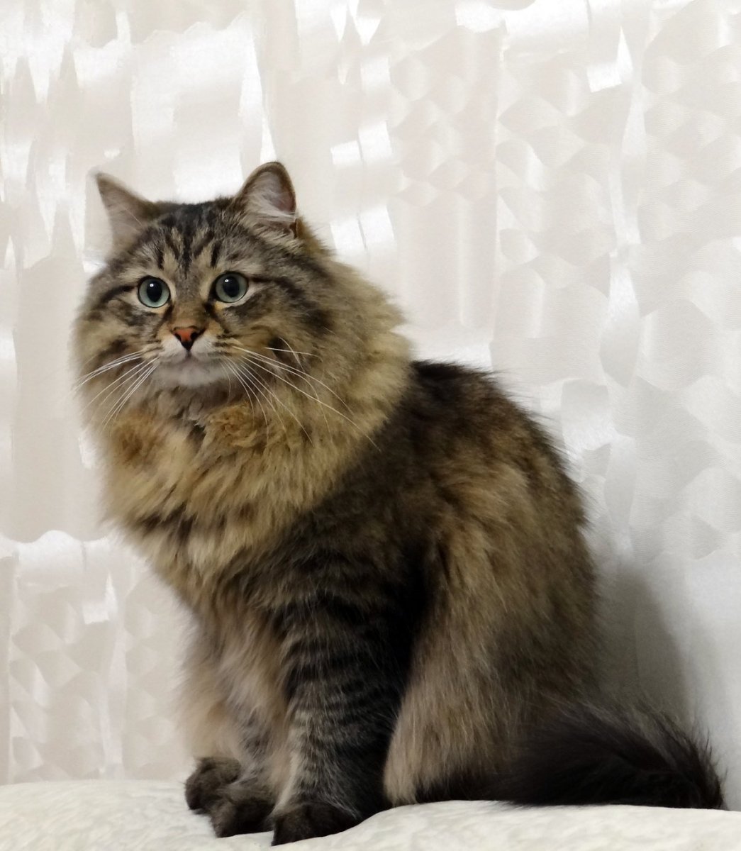 Сибирский кот агути