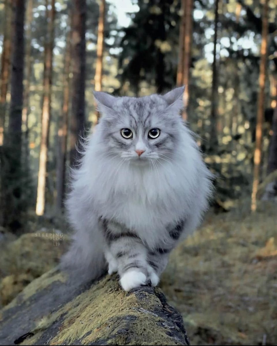 Сибирская длинношерстная кошка