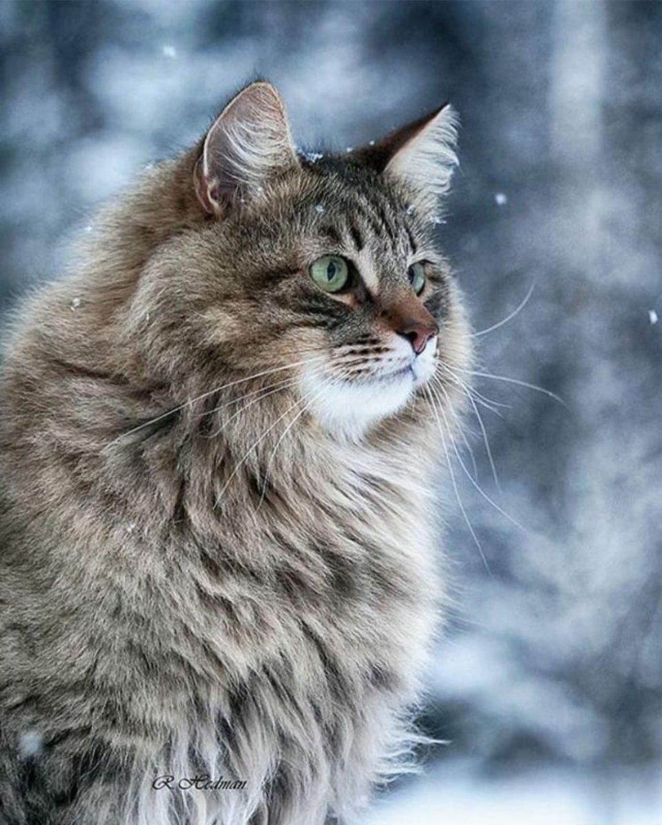 Норвежский Лесной кот