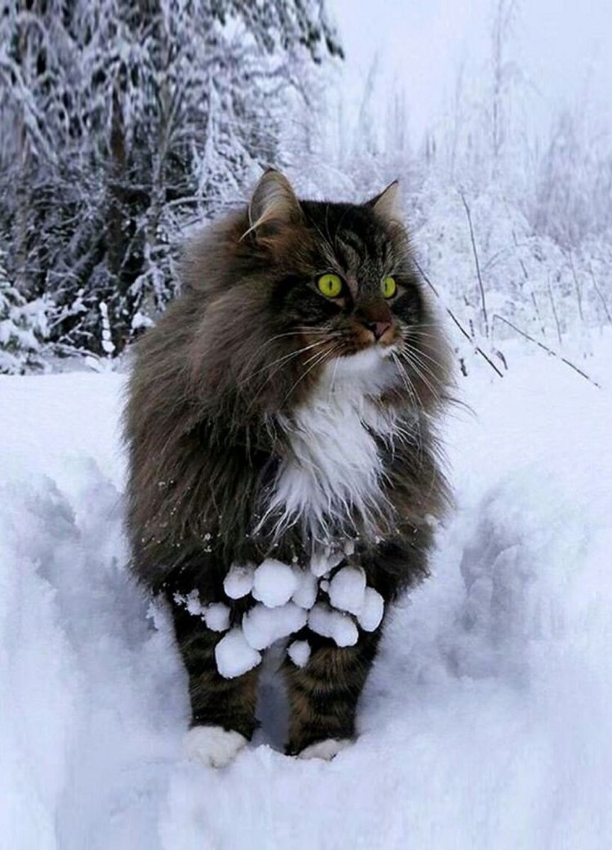 Сибирский Лесной кот