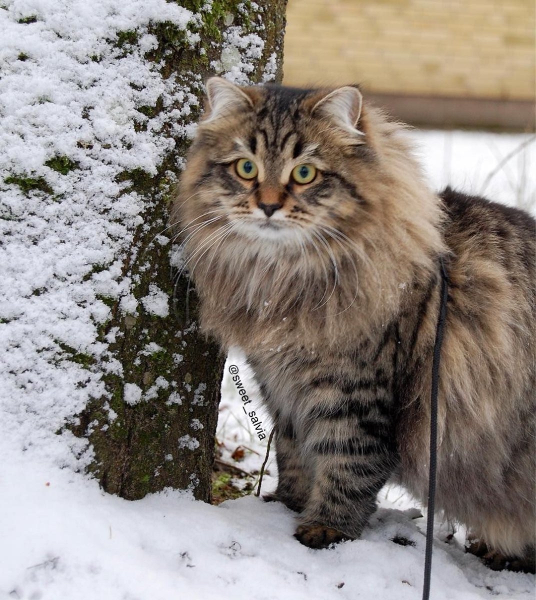 Норвежская Лесная кошка табби