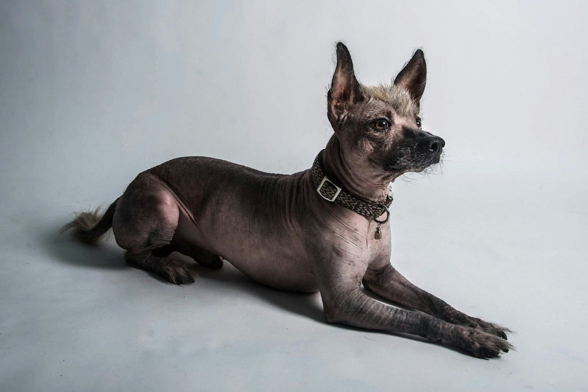 Ксолоитцкуинтли Коко