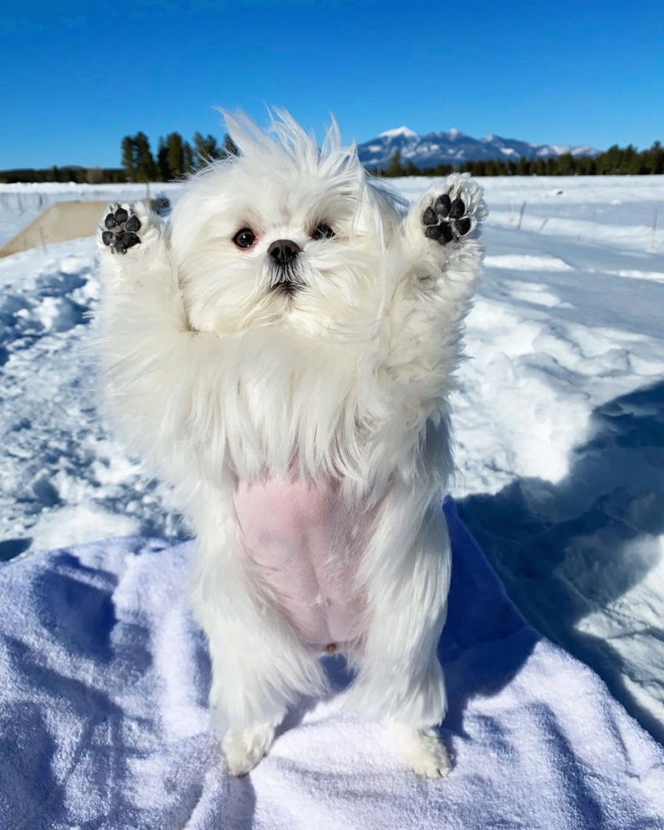 Болонка на пляже