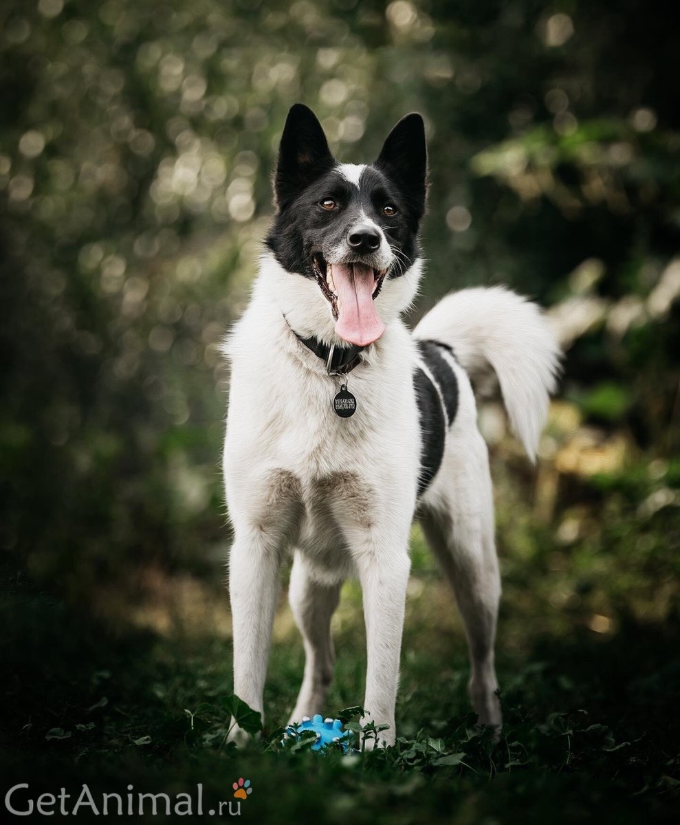 Порода собаки 01к