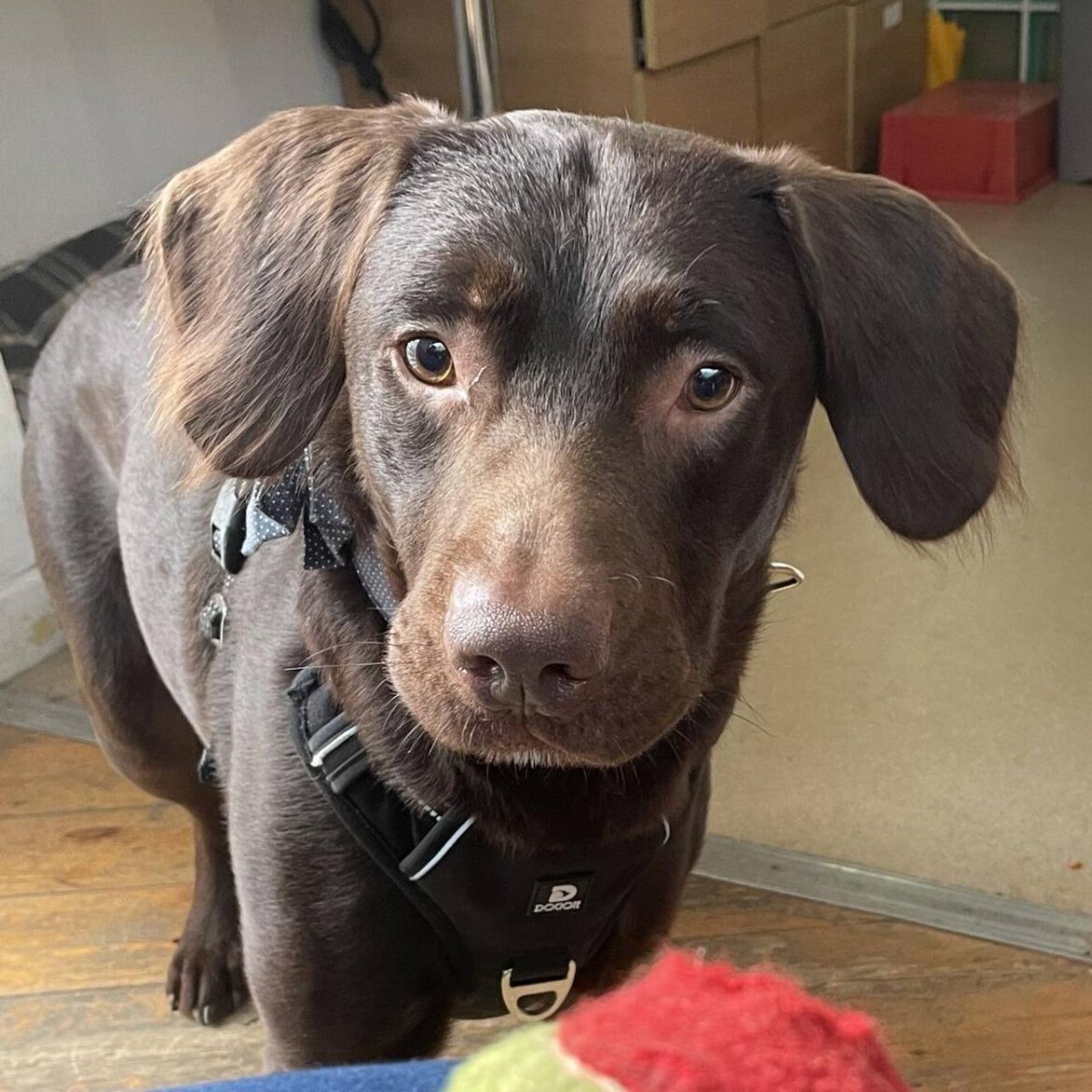 Приют для собак