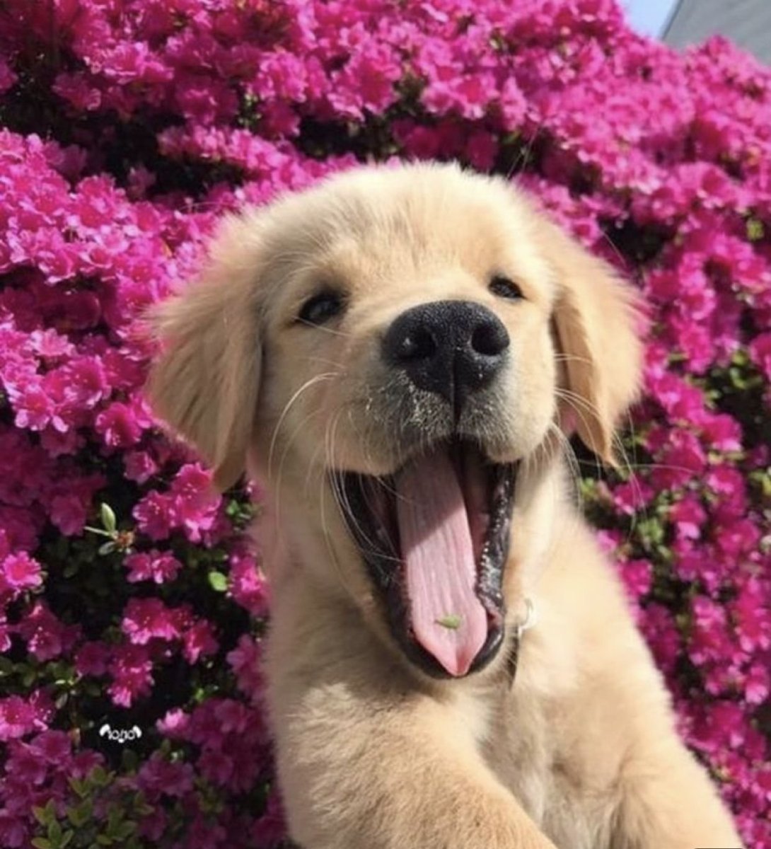 Красивые щенки