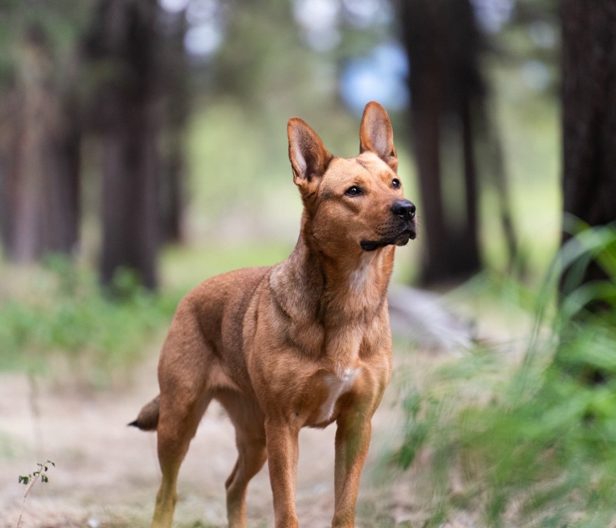 Собака Коко из фильма добыча