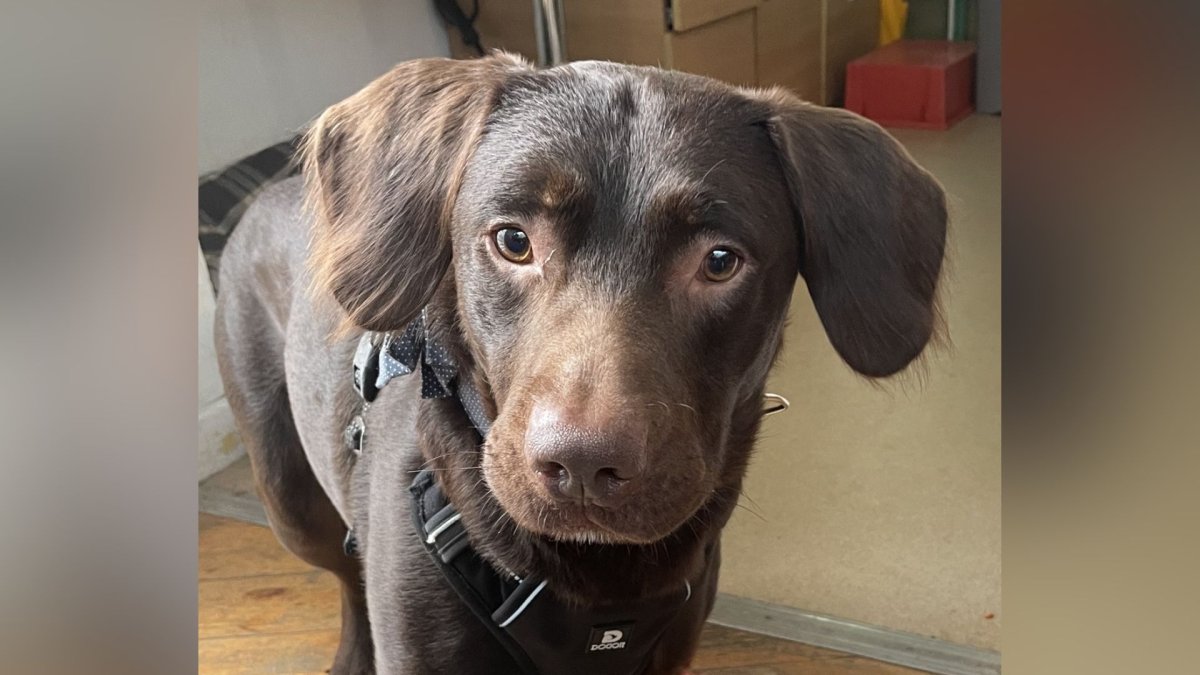 В Британии вылечили собаку-алкоголика