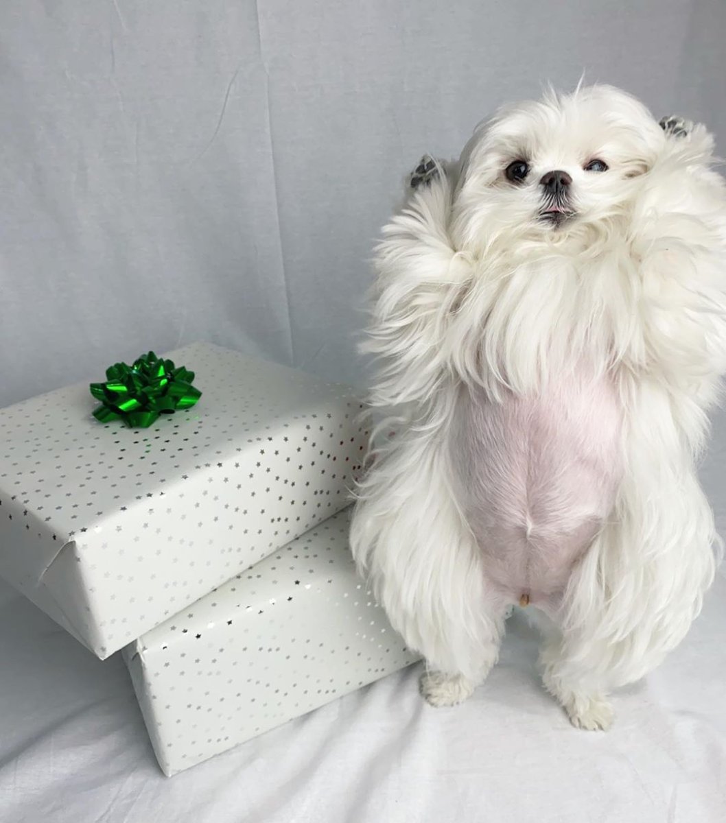 Болонка Коко