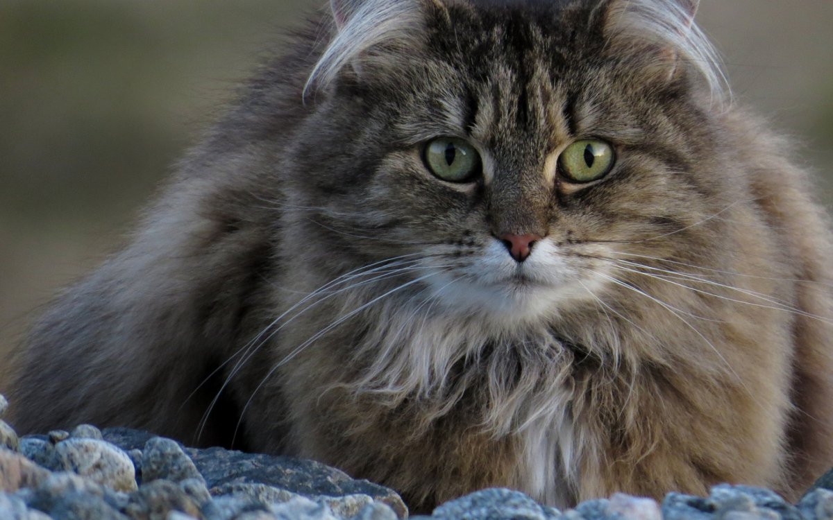 Сибирская кошка серая