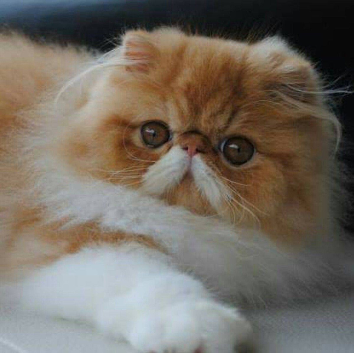 Экзот экстремал короткошерстный