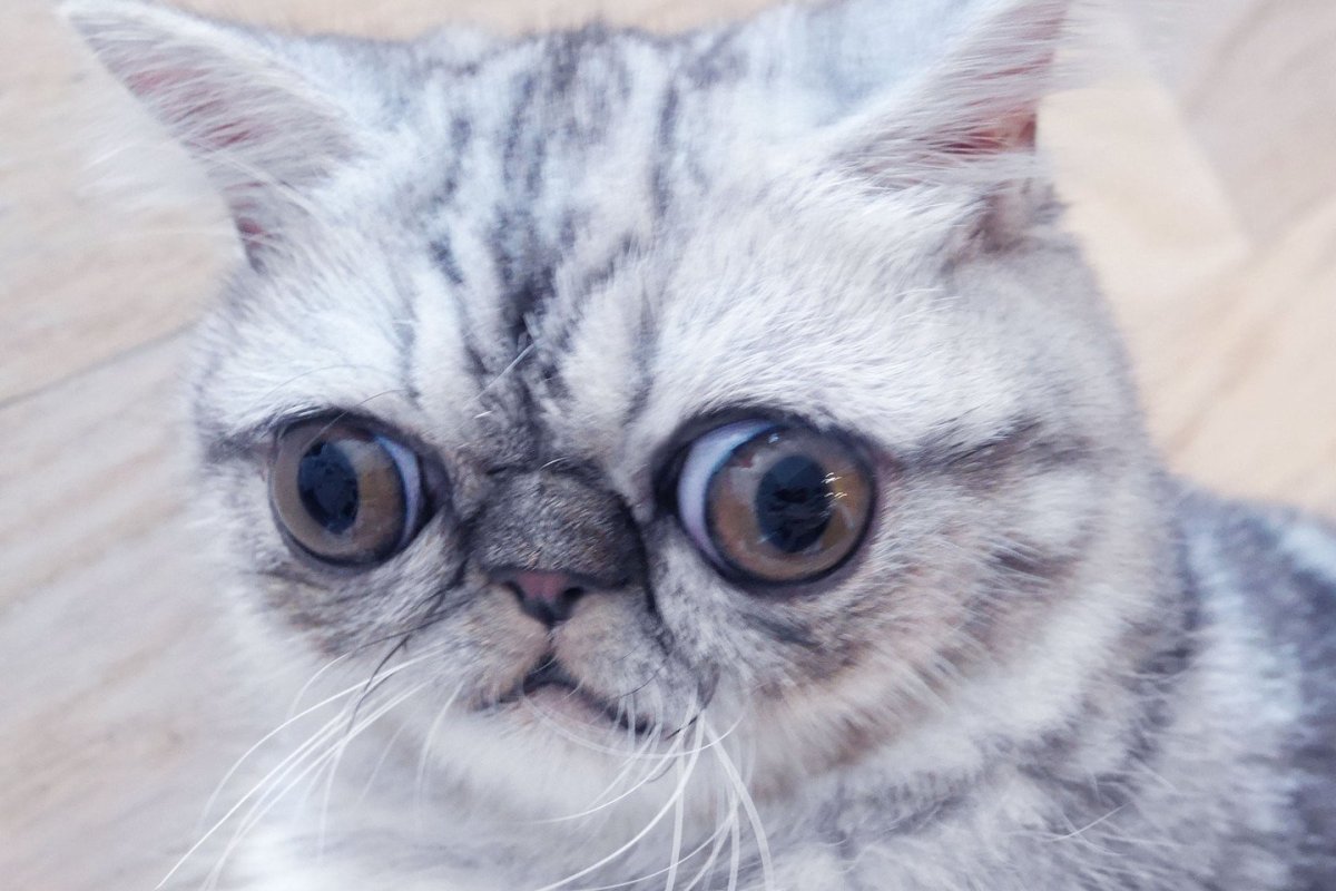 Кошка с приплюснутым носом