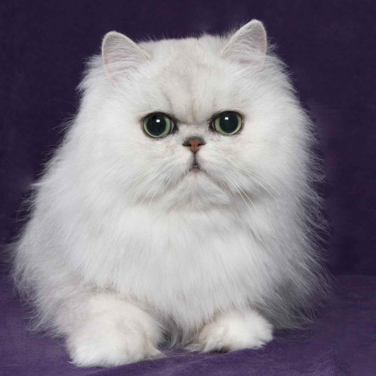 Персидская длинношерстная шиншилла