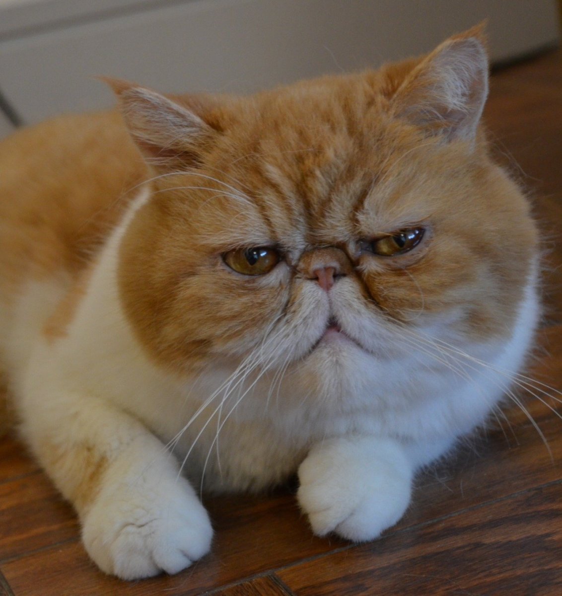 Кошки экзоты короткошерстные