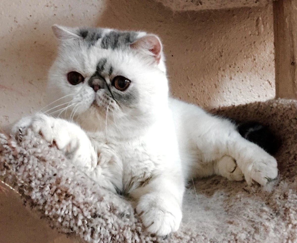 Коты Манчкин экзот