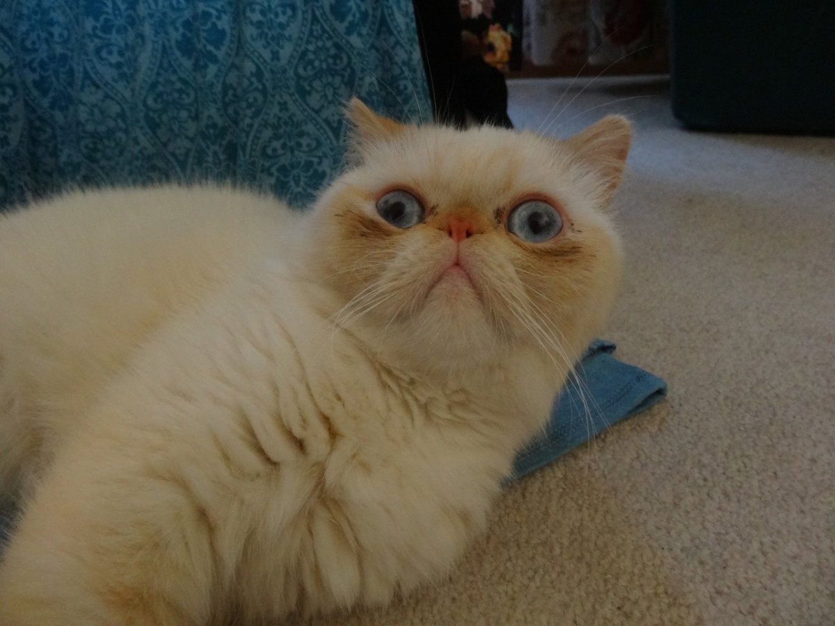 Британская кошка экзот