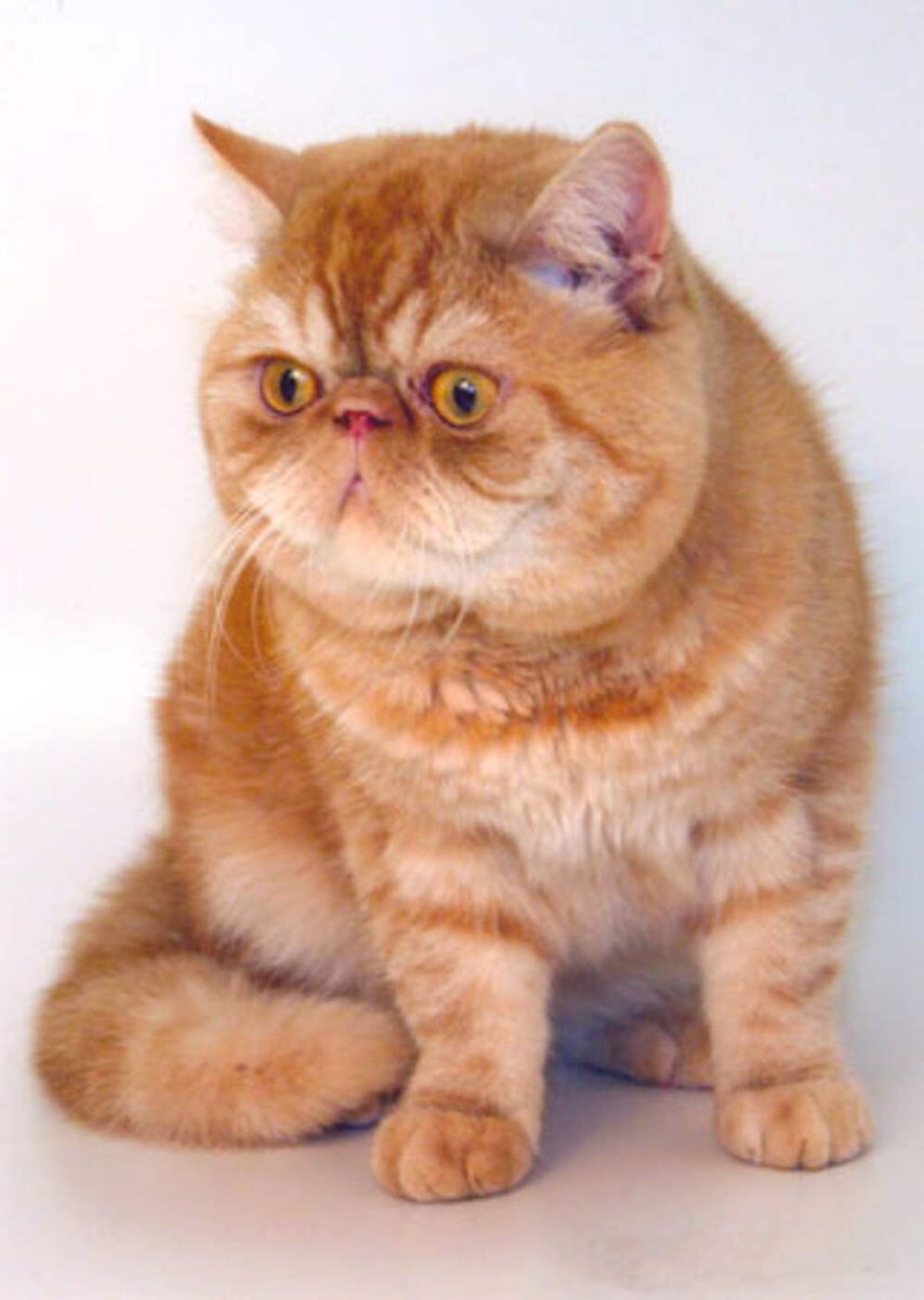 Экзот кошка