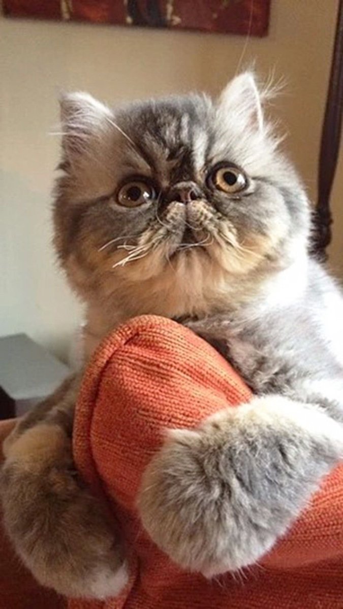 Экзот кошка