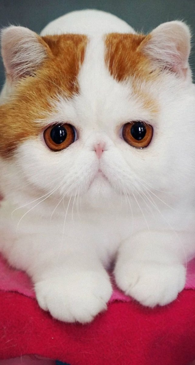 Кот экзот Снупи
