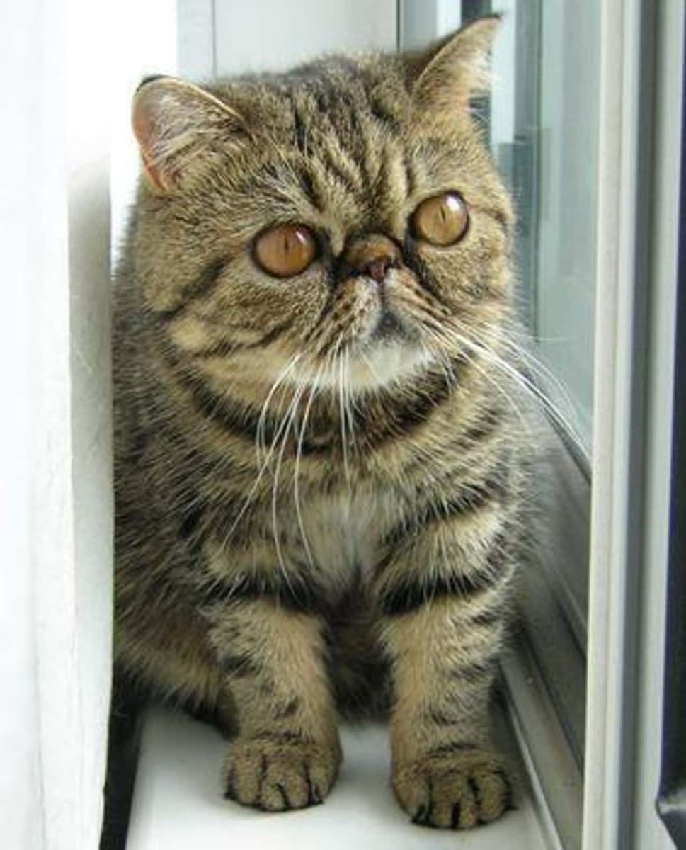 Экзот полосатый